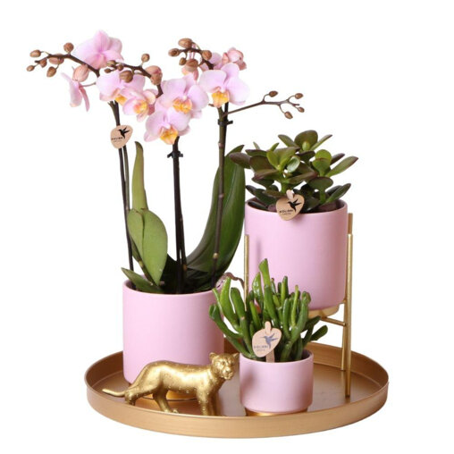 Roze orchidee en succulenten op gouden schaal